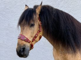 Brown baroque horse halter