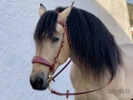 Brown baroque bridle