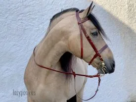 Brown leather hunter bridle