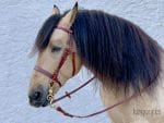 Brown leather hunter bridle