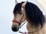 baroque leather horse bridle Lazypony