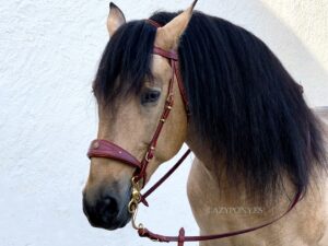 baroque leather horse bridle