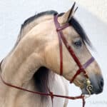Leather Hunter bridle Lazypony