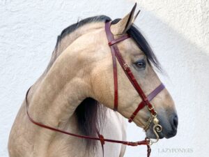 hunter bridle with flat noseband