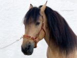 bitless cavesson bridle Lazypony