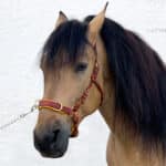 bitless cavesson bridle Lazypony