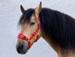 Red baroque horse halter