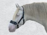 Black Leather horse halter Lazypony
