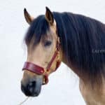 brown wide noseband leather halter Lazypony