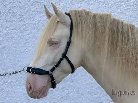 Black leather cavesson