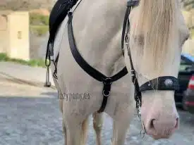 Black western breastplate