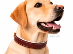 Padded Leather Dog Collar with Name Tag