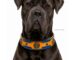heavy duty custom leather dog collar lazypony