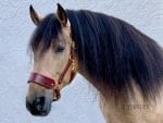 Brown leather horse halter