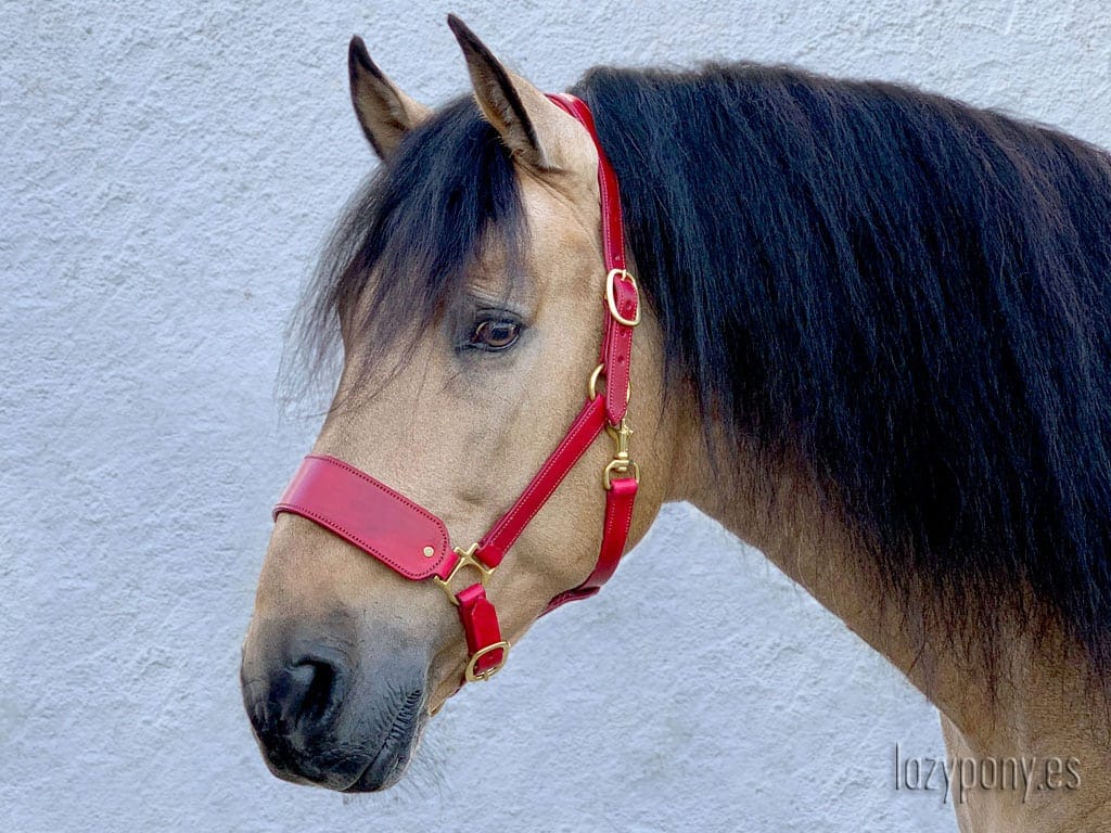 Red leather horse halter