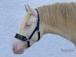 Black leather horse halter