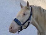 Blue leather horse halter