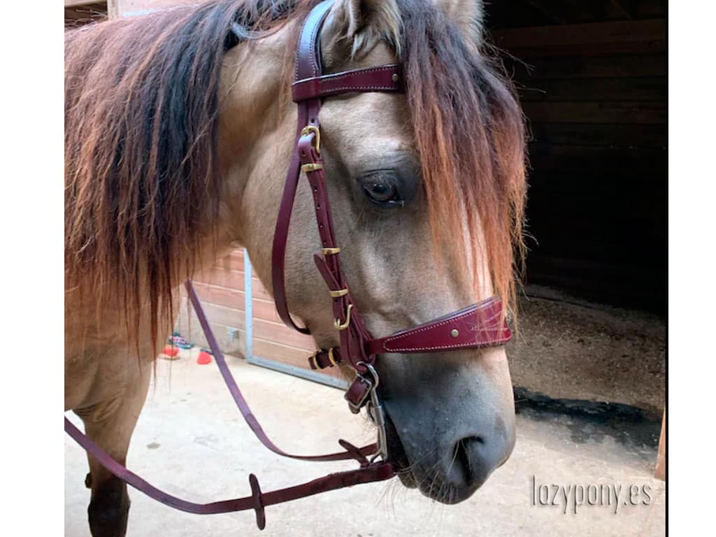 baroque bridle