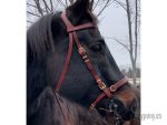 cavesson bridle