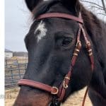cavesson bridle