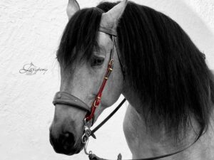 Сheekpieces Baroque Lazypony, leather сheek pieces with noseband loop