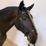 chamfron horse bridle Lazypony