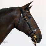 horse bridle