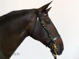 horse bridle