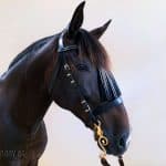 horse bridle