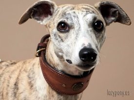 hound leather dog collar
