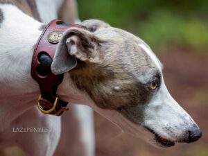 heart wide leather dog collar Lazypony