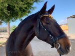 browband lazypony