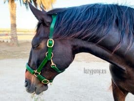 anatomical horse halter