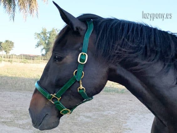 anatomical horse halter