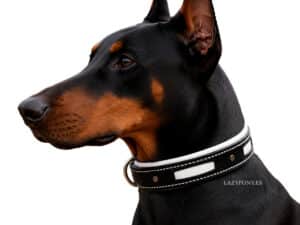 Leather Dog Collar with Name Tag Lazypony, Personalized Padded Collar