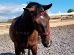 baroque bridle