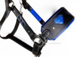 Black and blue anatomical leather halter Heart Lazypony with two buckles.