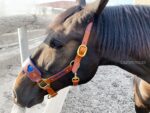 Brown Anatomical leather halter Heart Lazypony with two buckles.