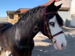 portuguese bridle