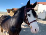 portuguese bridle