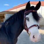 portuguese horse bridle Lazypony with brass buckles