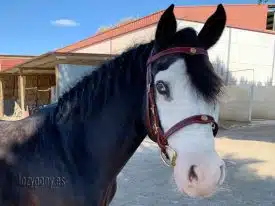 portuguese bridle