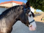 celtic bridle