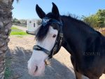 celtic bridle