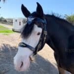 handmade Celtic horse bridle Lazypony with white lining and brass fittings