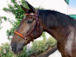 bitless bridle