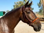 bitless bridle