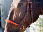 bitless bridle