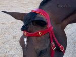 baroque bridle