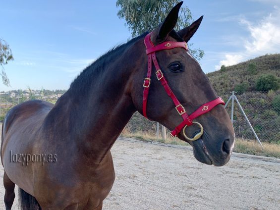 baroque bridle